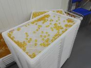 Food Grade Plastic tray and trolly with size 750*550*45 for drying in discoult