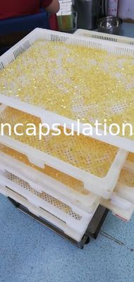 Medical Encapsulation Soft Gelatin Capsule Machine For Fish Oil Filling